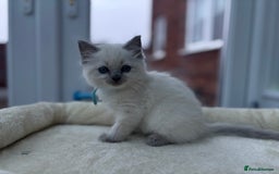 Ragdoll cats for sale: **Gorgeous Ragdolls**  - Advert 6