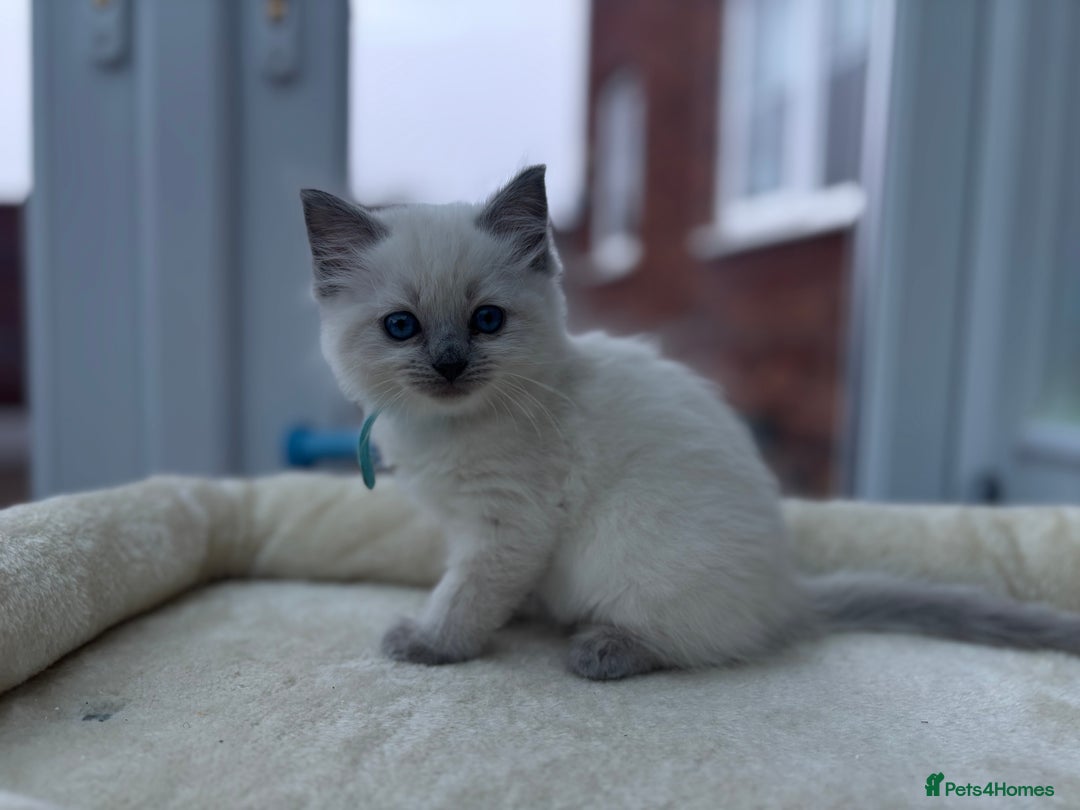 Ragdoll cats for sale: **Gorgeous Ragdolls**  - Advert 6