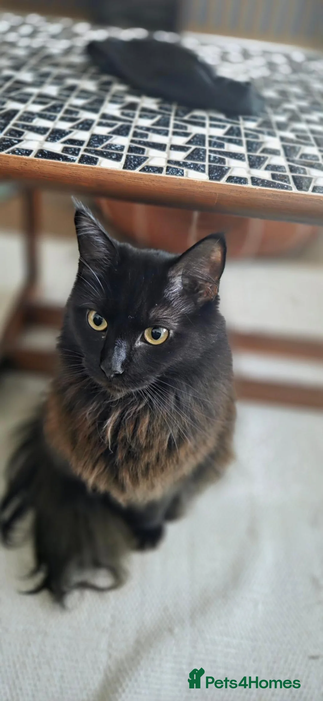 Maine Coon cats for sale: Maine Coon black and brown in Leeds - Advert 5