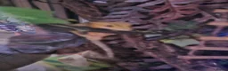 Gecko reptiles for sale: Crested gecko male  in Stanley - Advert 4