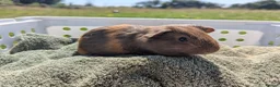 Guinea Pig rodents for sale: Beautiful guinea pigs  - Advert 10