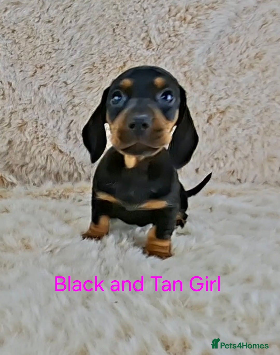 Dachshund dogs Classic Miniature Dachshund Puppies  - Advert 2