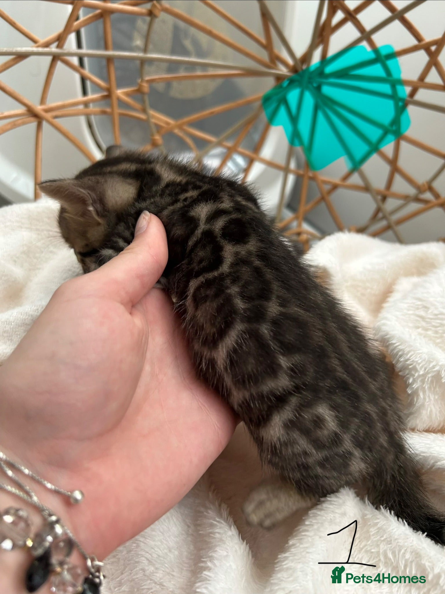 Bengal cats 💕 Stunning Pure Bengal Kittens ❤️ - Advert 1
