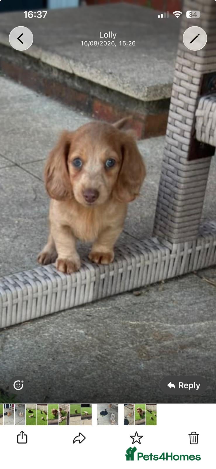Miniature Dachshund dogs KC REG Long Haired Miniature Dachshunds  - Advert 8