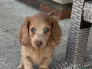Miniature Dachshund dogs KC REG Long Haired Miniature Dachshunds - Advert 8
