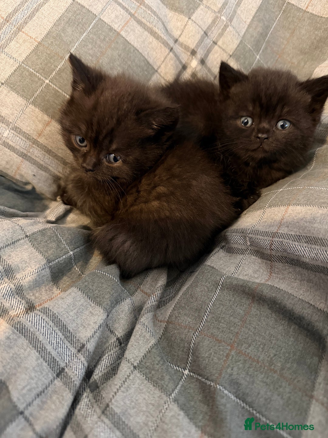 British Shorthair cats for sale: British shorthair babies - Advert 9