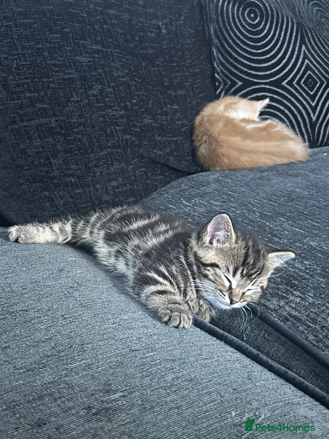 Mixed Breed cats for sale: Four boy kitten - Advert 2