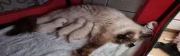 Ragdoll cats for sale: 2 ADULT GIRLS LOOKING FOR NEW HOMES - Advert 1