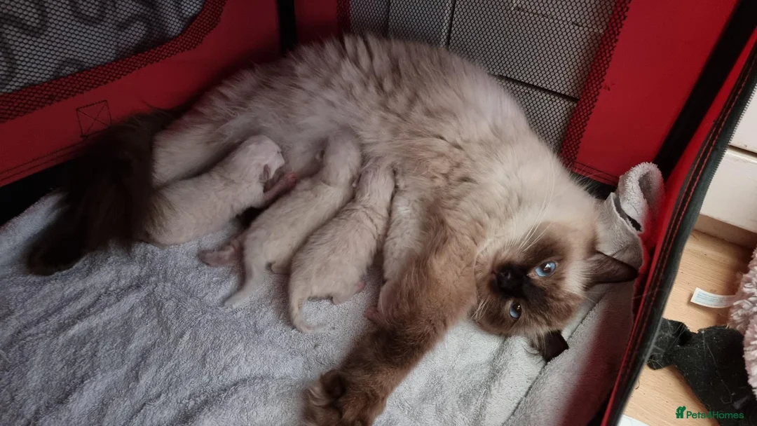 Ragdoll cats for sale: 2 ADULT GIRLS LOOKING FOR NEW HOMES - Advert 1