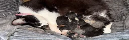 Mixed Breed cats for sale: 7 Kittens - Advert 7