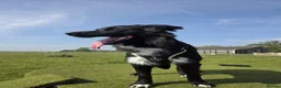 Mixed Breed dogs for sale: Border collie x German shepherd for rehoming  in Sheerness - Advert 2