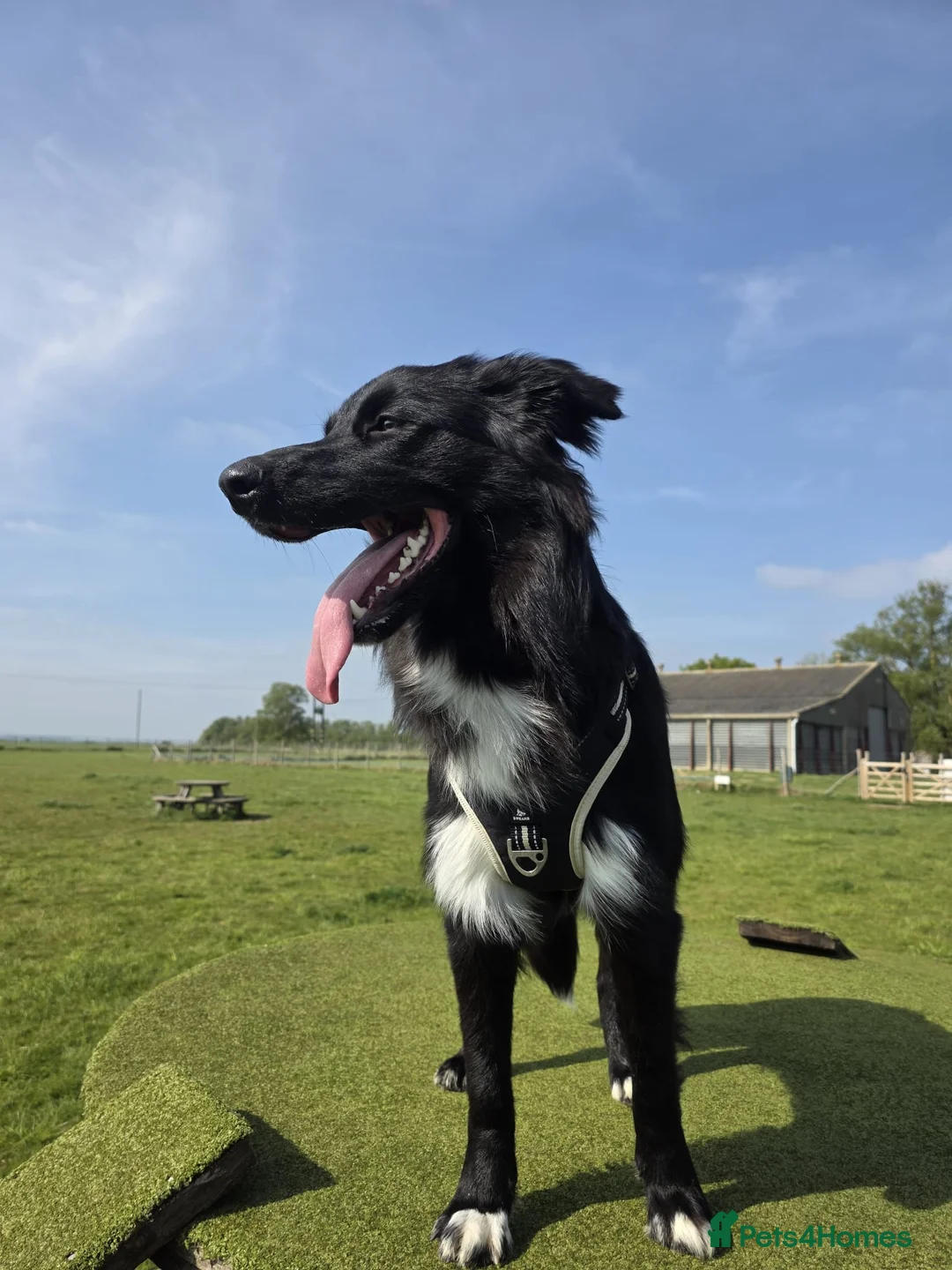 Mixed Breed dogs for sale: Border collie x German shepherd for rehoming  in Sheerness - Advert 2