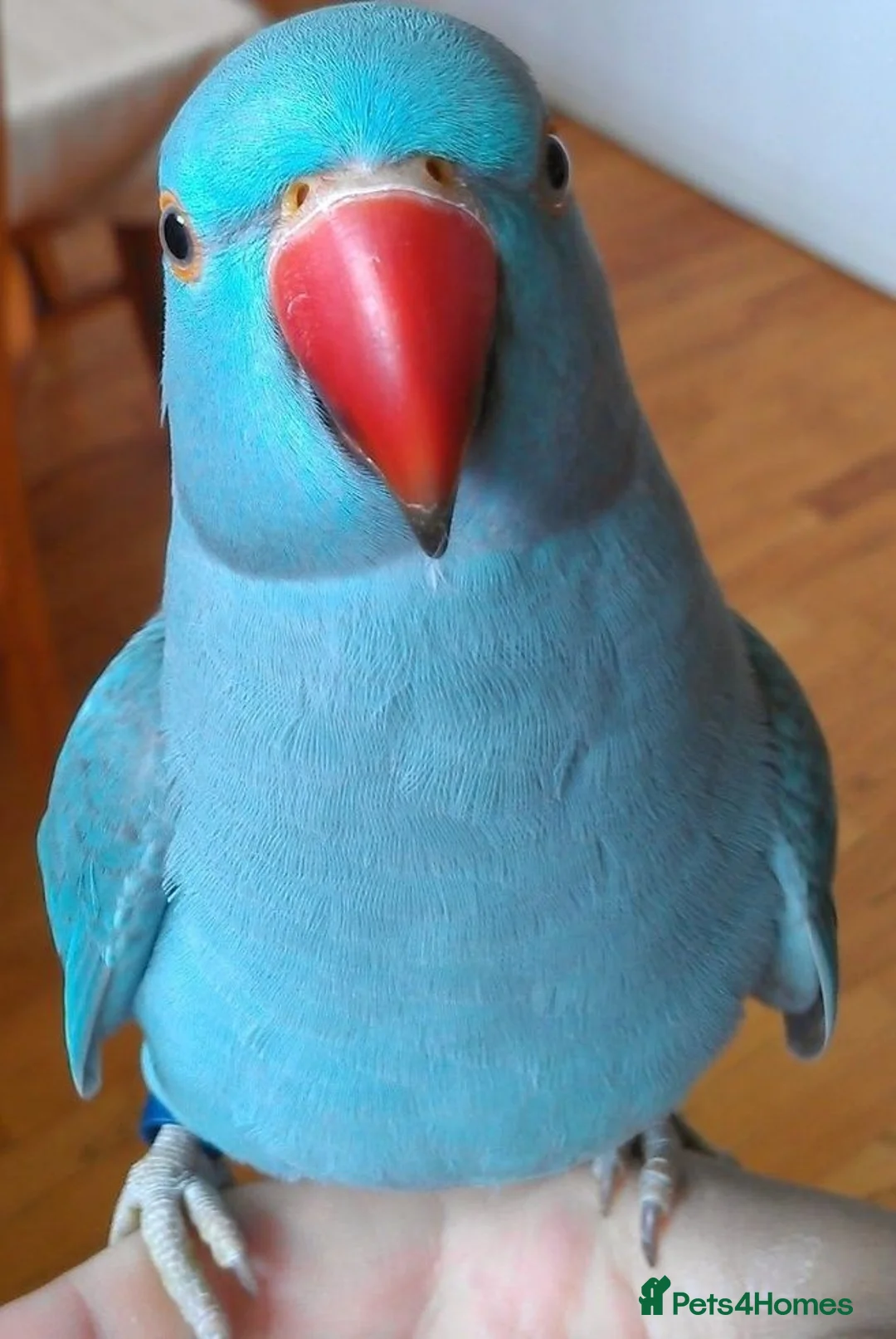 Ringnecks birds for sale: Ringneck Parrots Available!🦜🐦 - Advert 6