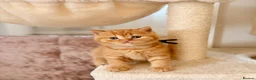 British Shorthair cats for sale: British Shorthair Kittens from Champion Parents  - Advert 20