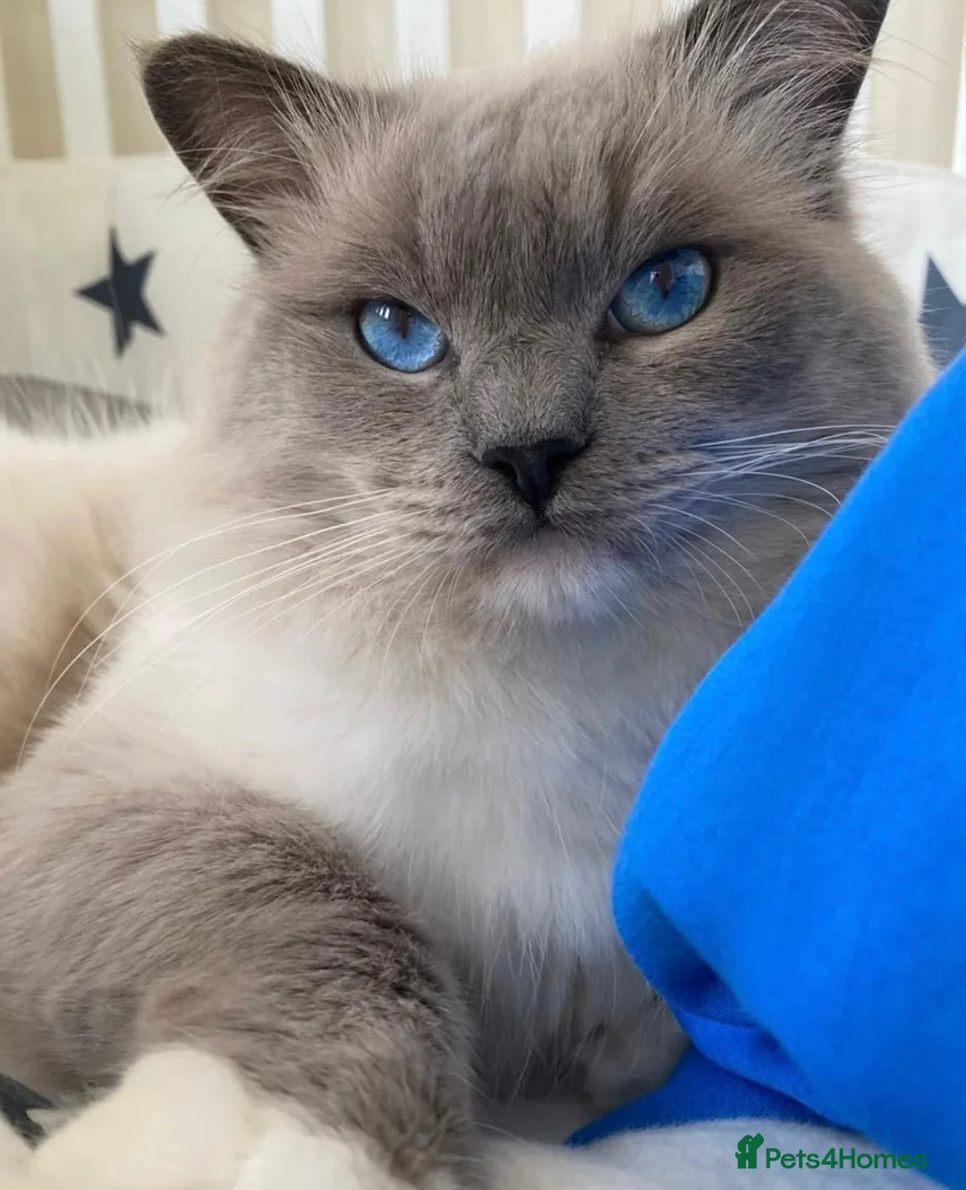 Ragdoll cats for sale: 🏆 GCCF CHAMP PEDIGREE RAGDOLL KITTENS  - Advert 15