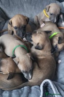 Whippet dogs 8 KC gorgeous pups, 4 boys & 1 girl available. - Advert 5