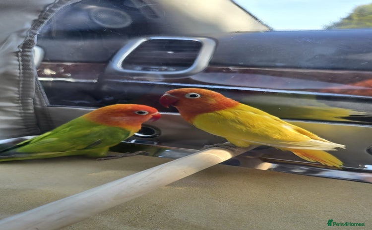 Lovebirds birds - Advert 1