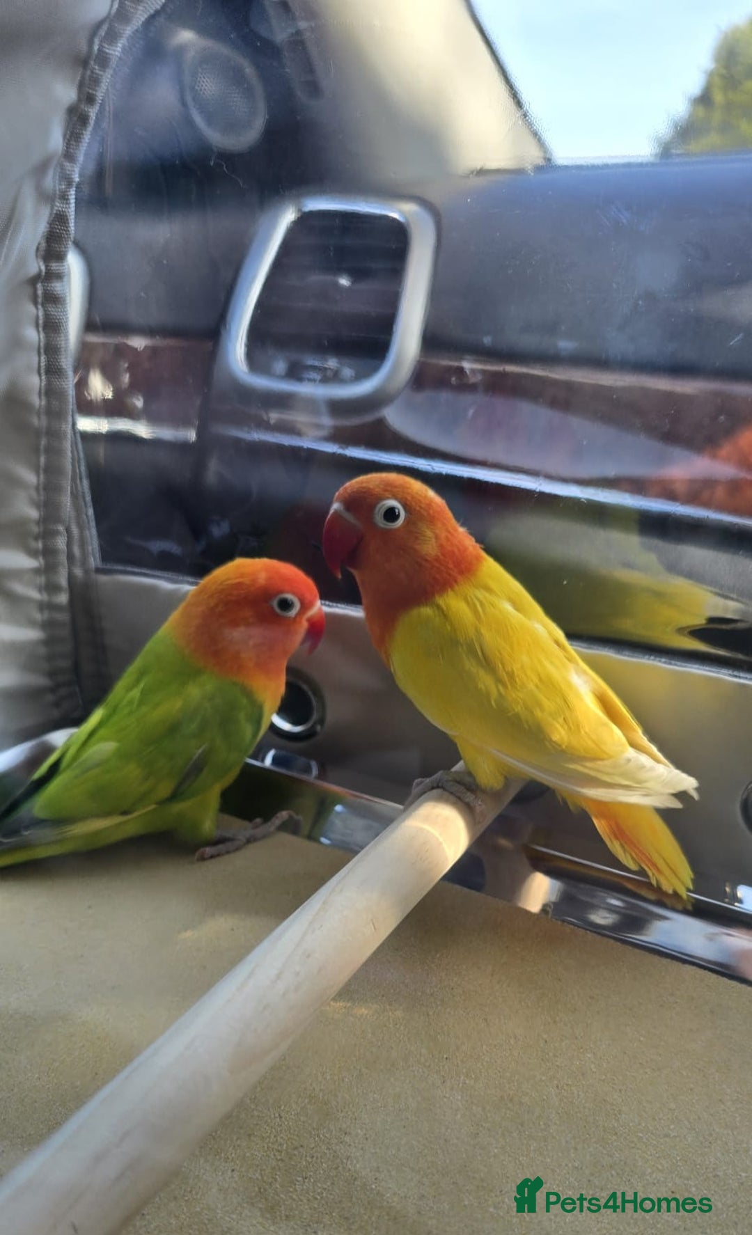 Lovebirds birds for sale: Pair of 7 months lutino lovebirds - Image 1