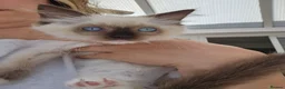 Ragdoll cats for sale: Purebred beautiful ragdoll kittens  - Advert 17