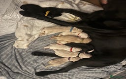 Labrador Retriever dogs for sale: 9 stunning Labrador puppies  - Image 9