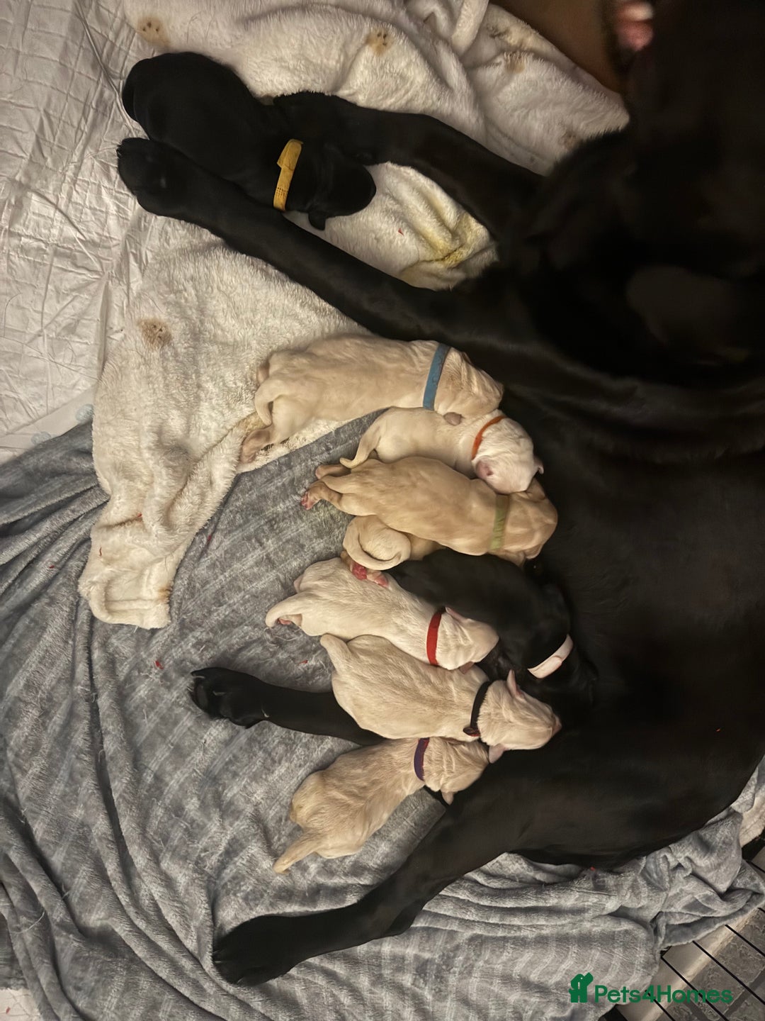 Labrador Retriever dogs for sale: 9 stunning Labrador puppies  - Image 9