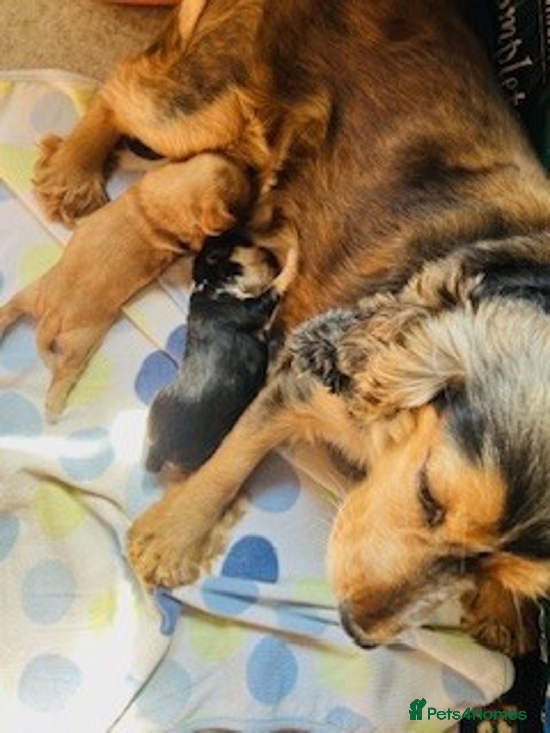 Cocker Spaniel dogs for sale: lyncham cocker spaniels - Image 6