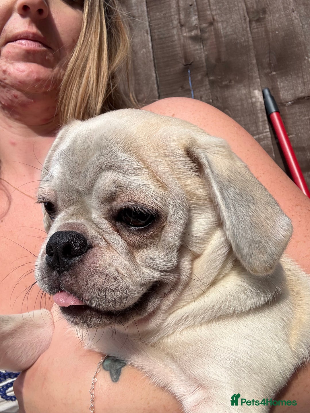 Pug dogs for sale: £500 pug puppies - Image 1