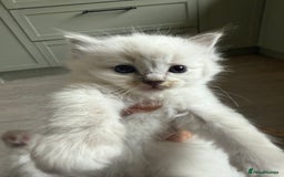 Ragdoll cats for sale: Beautiful Ragdoll kittens  - Image 1