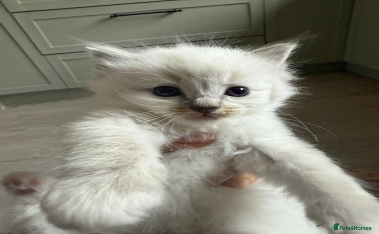 Ragdoll cats - Advert 1
