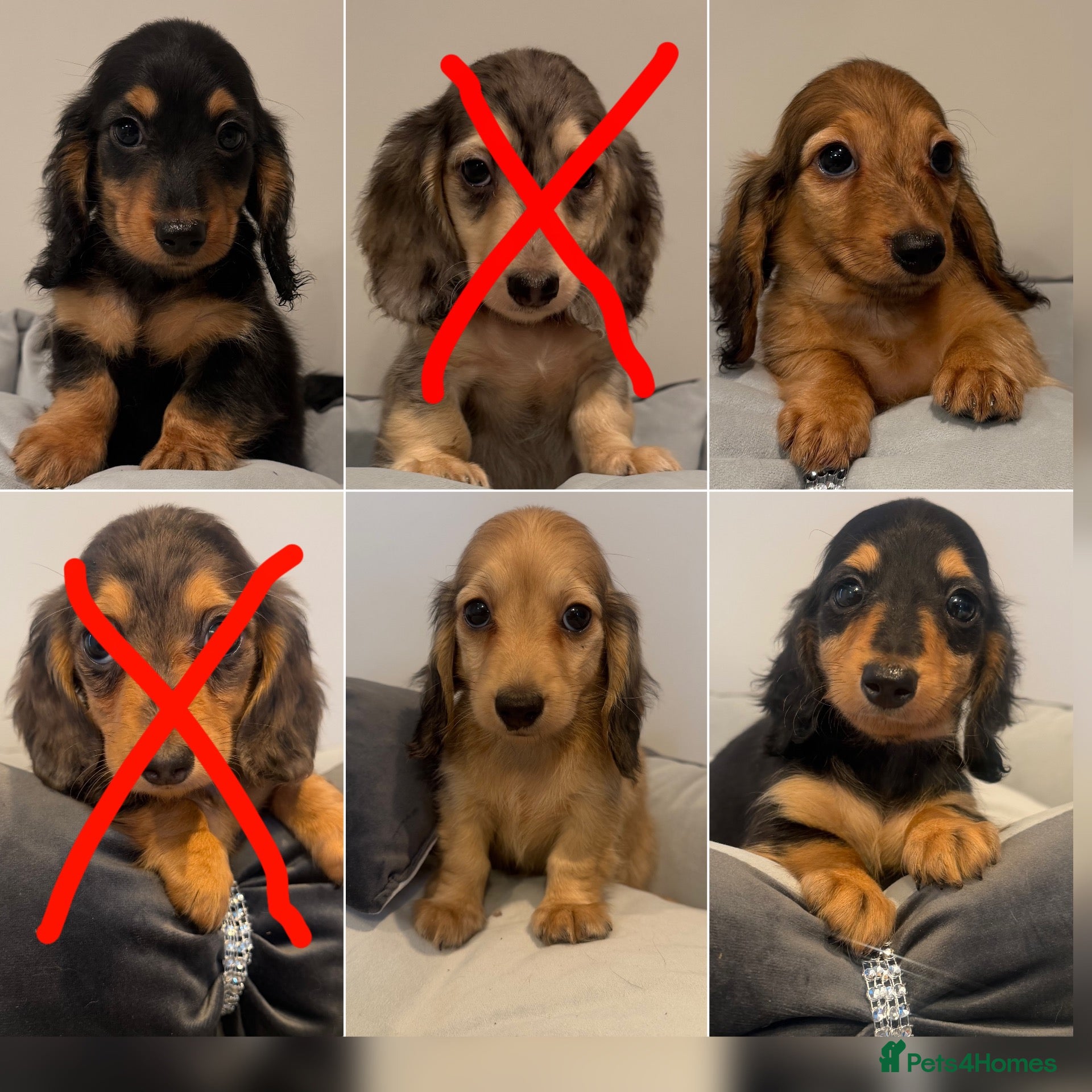 Miniature Dachshund dogs Ready now KC reg puppies boys & girls - Advert 14