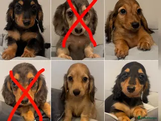 Miniature Dachshund dogs Ready now KC reg puppies boys & girls - Advert 14