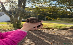 Sprocker dogs for sale: Sprocker pups - Image 7