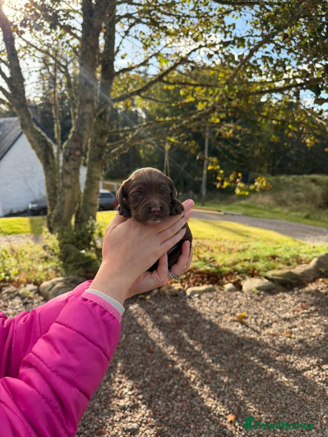 Sprocker dogs for sale: Sprocker pups - Image 7