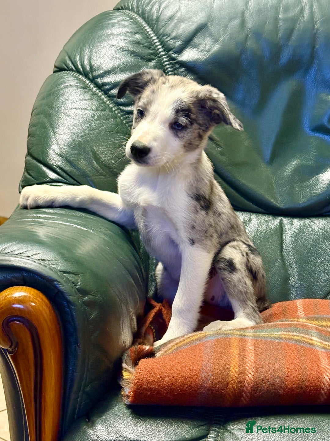 Welsh Collie dogs for sale: Stunning Collie Pups - Image 1
