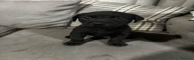 Pure black small boy