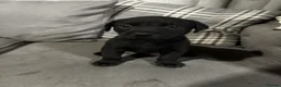 Mixed Breed dogs for sale: Staffrador puppies - Advert 15