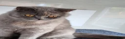 British Shorthair cats for sale: British Shorthair blue/cream girl.  - Advert 8