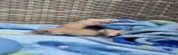 Rat rodents for sale: Beautiful baby boys in Romford - Advert 10