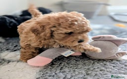 Shihpoo dogs for sale: F1b Shipoo Puppies  - Image 9