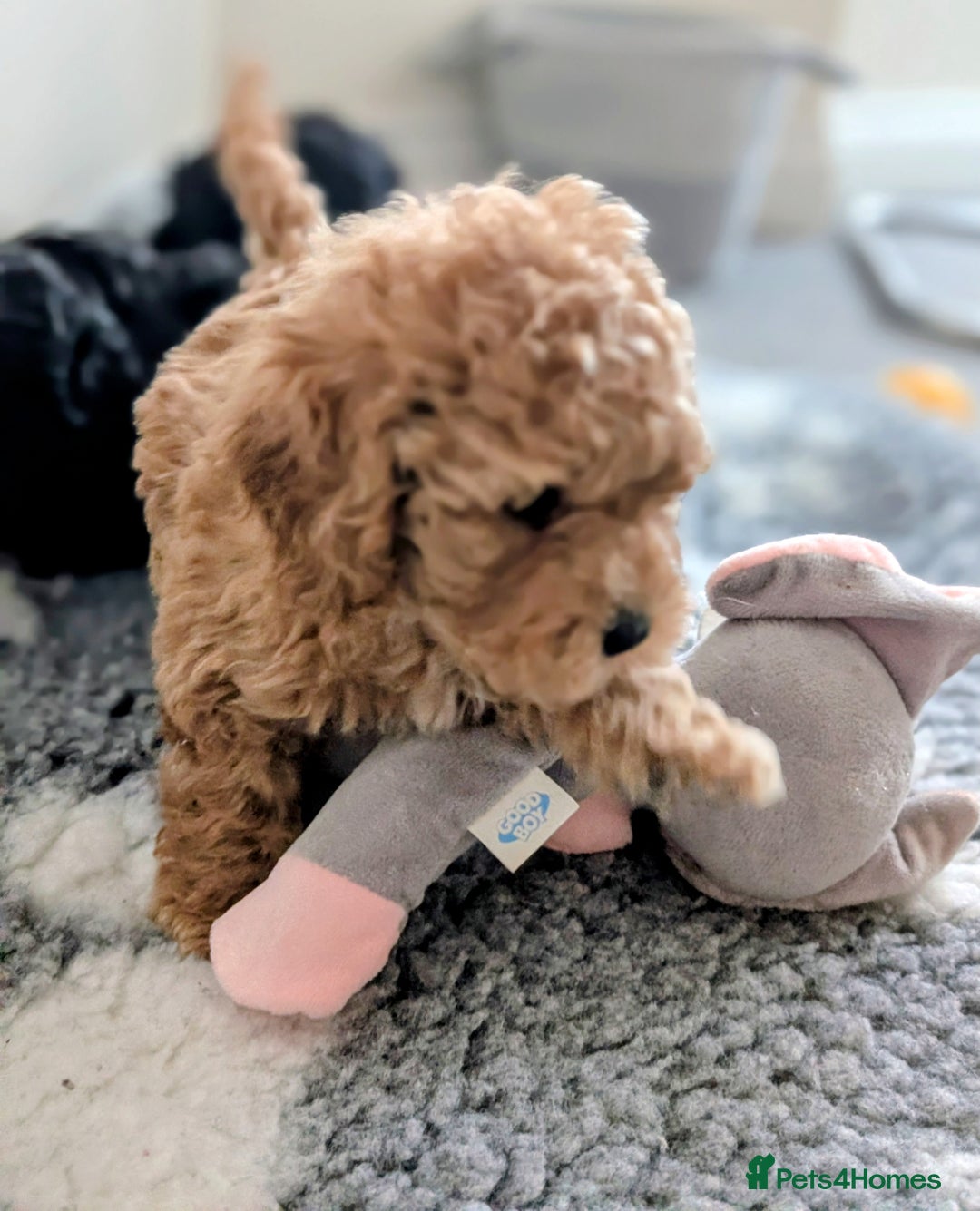 Shihpoo dogs for sale: F1b Shipoo Puppies  - Image 9