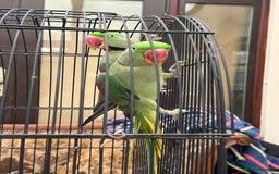 Parrots birds for sale: Pair Of Alexandrine Parrots - Image 6