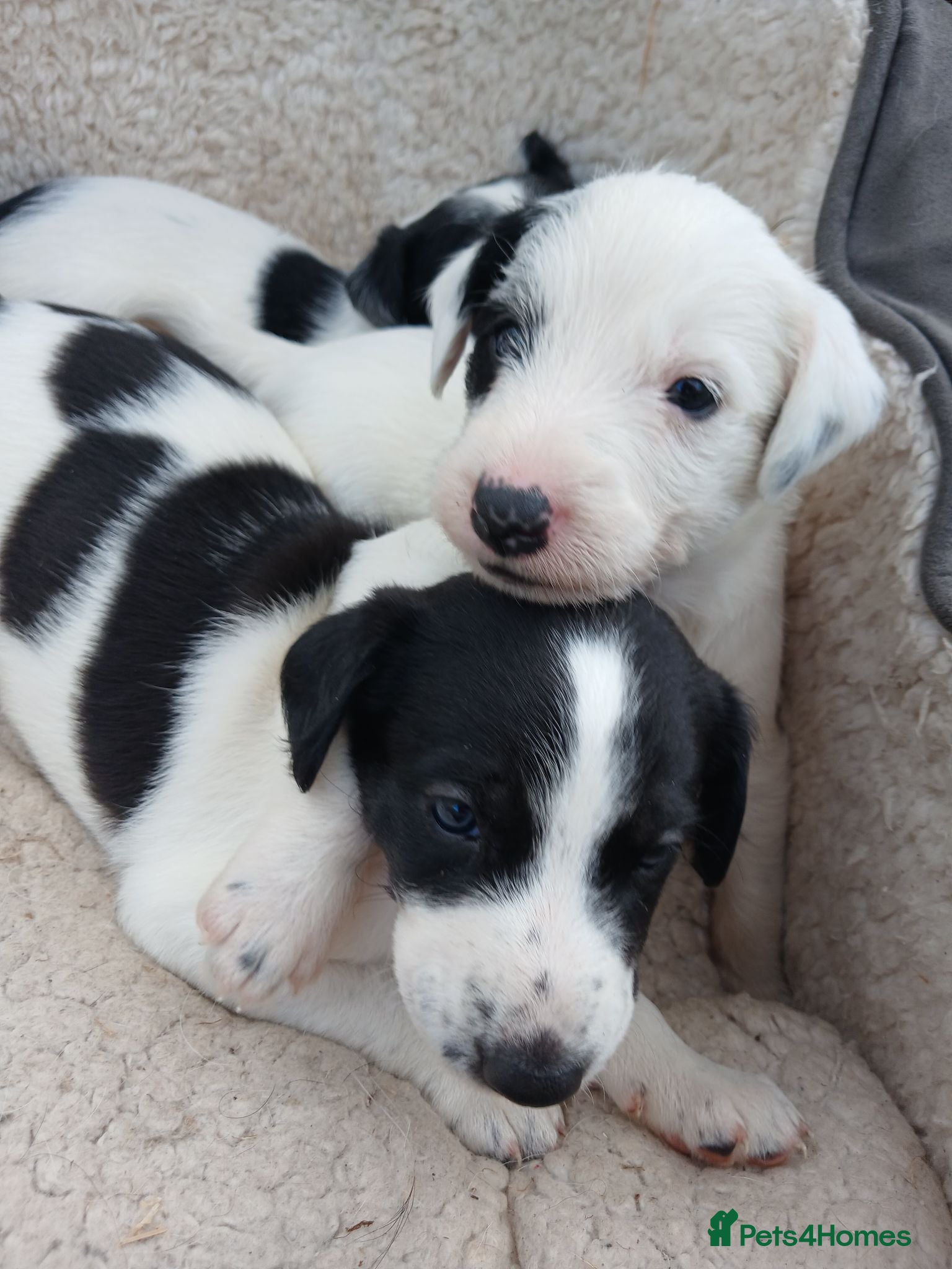Lurcher dogs Soppy Bedlington Whippet lurcher puppies  - Advert 6