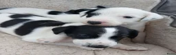Lurcher dogs for sale: Soppy Bedlington Whippet lurcher puppies  - Advert 20