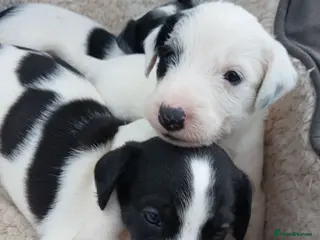 Lurcher dogs Soppy Bedlington Whippet lurcher puppies - Advert 6