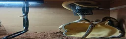 Python Snake reptiles for sale: Royal jackson python - Advert 13