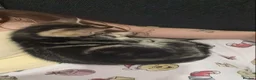 Mixed Breed cats for sale: Kittens ready now - Advert 12