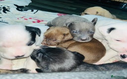 American Bull Staffy dogs for sale: Beautiful American bulldog x staff puppies   - Image 9