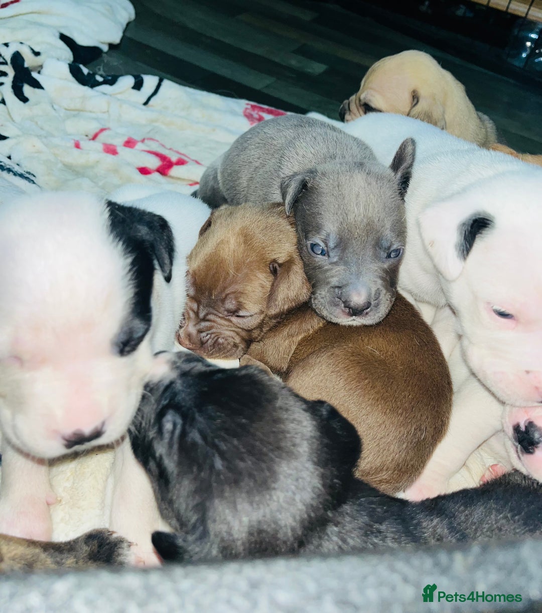 American Bull Staffy dogs for sale: Beautiful American bulldog x staff puppies   - Image 9