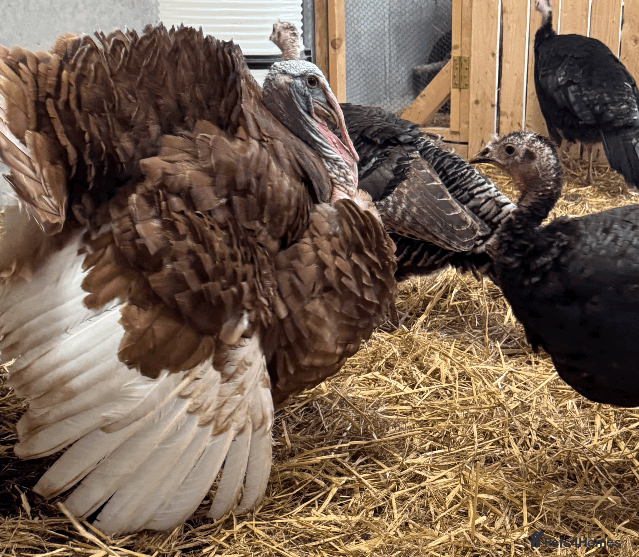Turkeys poultry Turkey Hatching Eggs - Advert 3