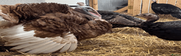 Turkeys poultry for sale: Turkey Hatching Eggs - Advert 1